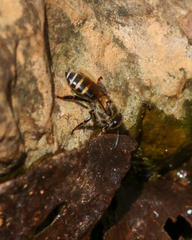 Apis andreniformis
