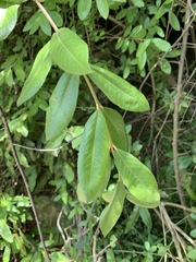 Anastrabe integerrima