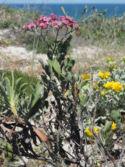 Limonium peregrinum