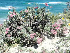 Limonium peregrinum
