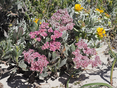 Limonium peregrinum