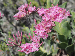Limonium peregrinum