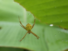 Argiope