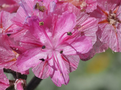 Limonium peregrinum