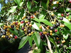 Calyptranthes pallens