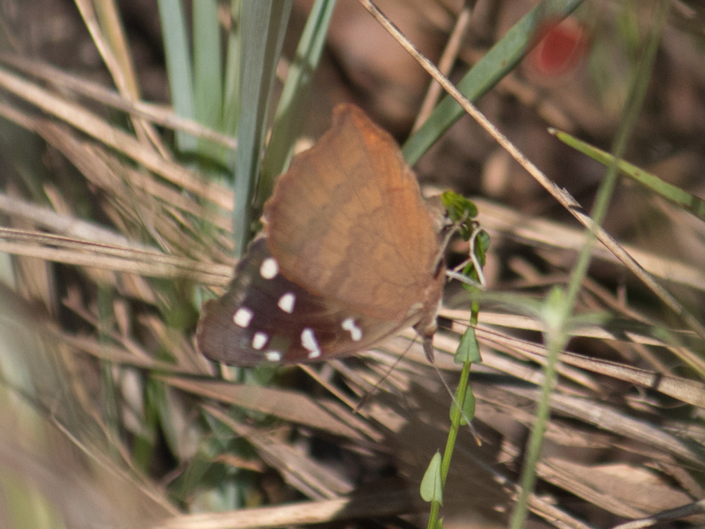 Eunica cuvierii