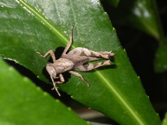 Coptacrinae