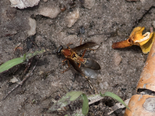 Polistes subsericeus