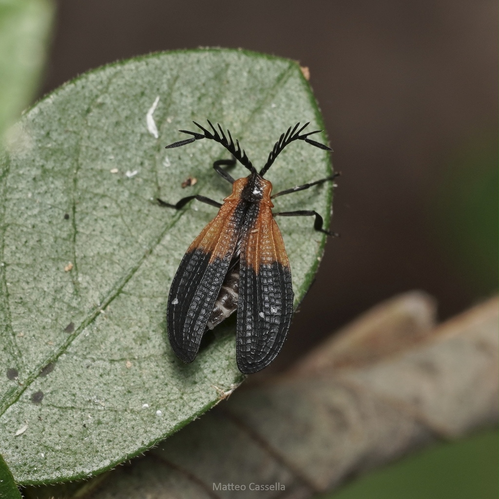 Caenia sinuata