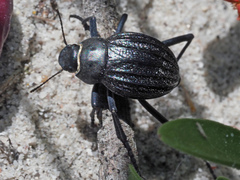 Stenocara dentata