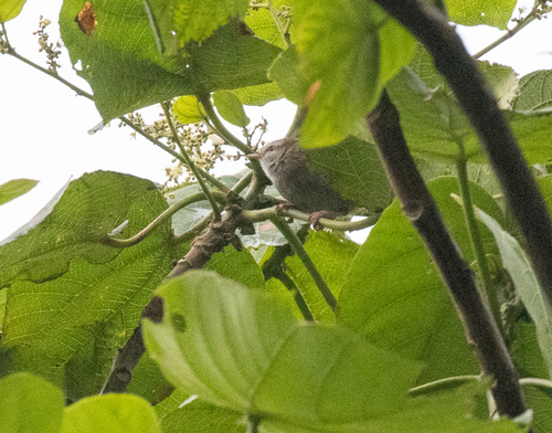 White-browed Crombec (Sylvietta leucophrys), photo 2