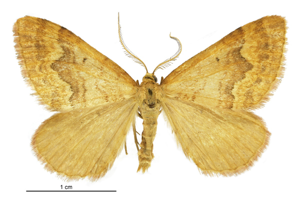 Asaphodes aphelias