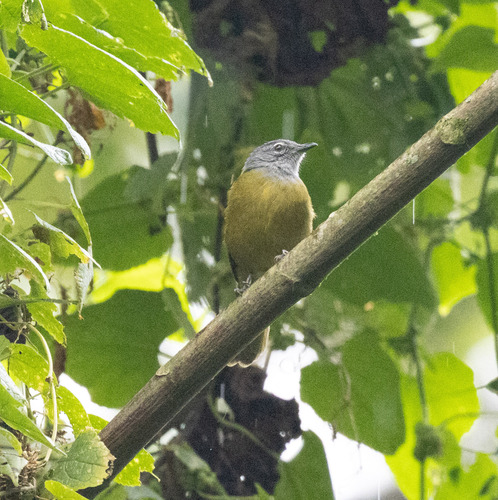 Kikuyu Mountain Greenbul (Arizelocichla kikuyuensis), photo 1