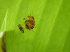 Lepidoptera