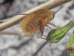 Australoechus hirtus