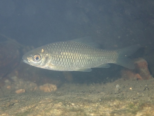 Genus Osteochilus · iNaturalist