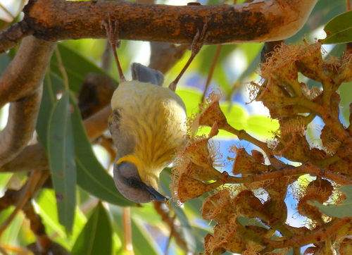 Grey-headed Honeyeater