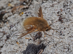 Australoechus hirtus