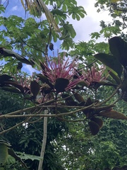 Clerodendrum quadriloculare