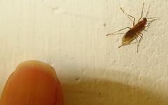 Camponotus mystaceus