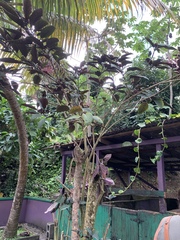 Clerodendrum quadriloculare