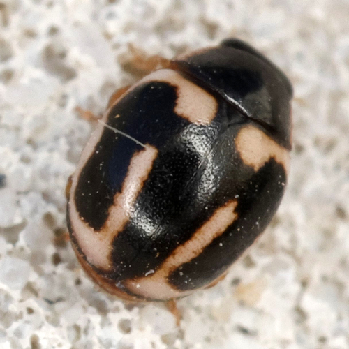 Trident Lady Beetle photo 2