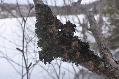 Tuckermanopsis americana