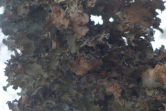 Tuckermanopsis americana