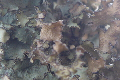 Tuckermanopsis americana