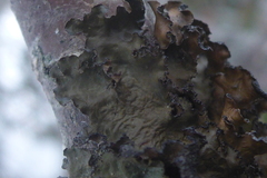 Tuckermanopsis americana