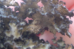 Tuckermanopsis americana