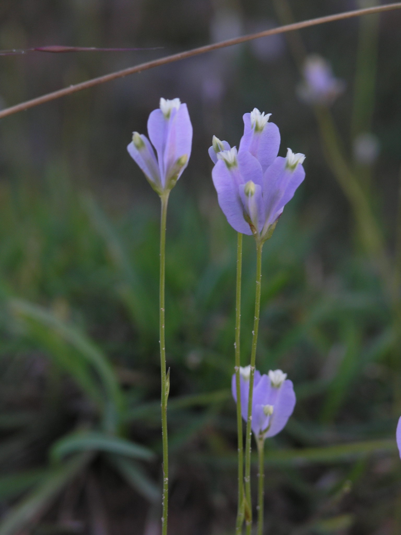 Burmannia biflora