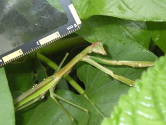 Tenodera