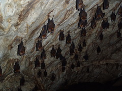 Hipposideros larvatus