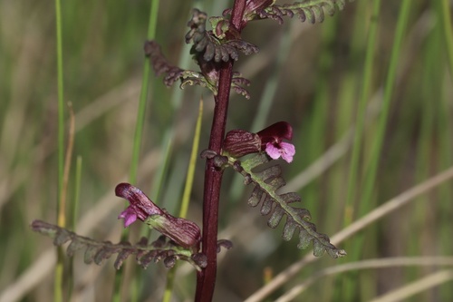 Small-flower Lousewort (Pedicularis parviflora)