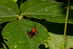 Conocephalus melaenus