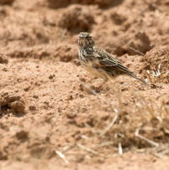 Galerida magnirostris
