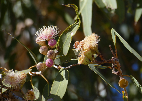 Plains Bloodwood