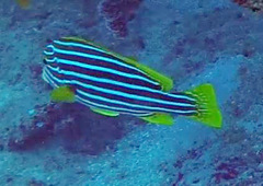 Plectorhinchus polytaenia