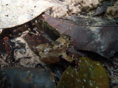 Occidozyga laevis