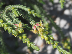Passerina ericoides