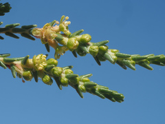Passerina ericoides