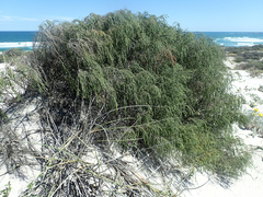 Passerina ericoides
