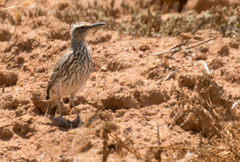 Certhilauda curvirostris