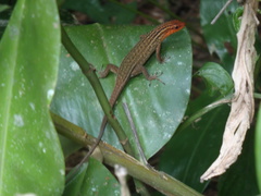 Eutropis rugifera