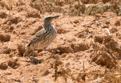 Certhilauda curvirostris