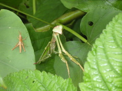 Acrididae