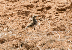 Certhilauda curvirostris