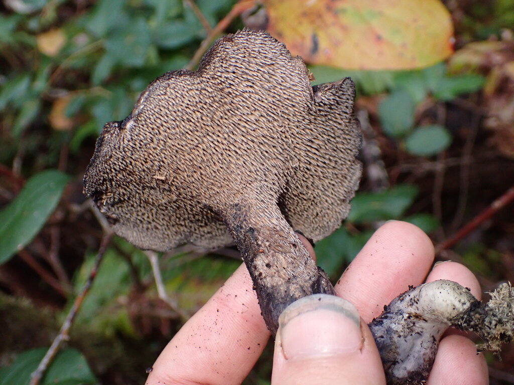 Hydnellum fuscoindicum · November 2025 · photo: © elik03 (iNaturalist, cc-by)