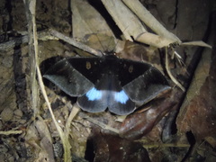 Ischyja